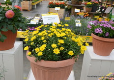 De Argyranthemum Frutescens Aramis Gold is een van de highlights